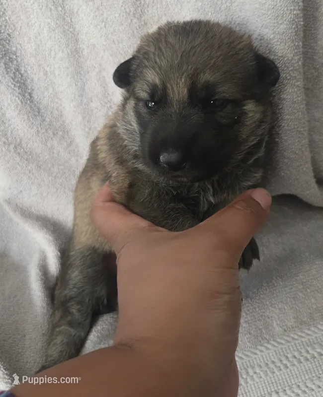 Jolly – German Shepherd Dog puppy for sale in Pleasantville, NJ