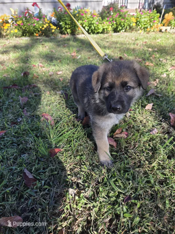 Dolly – German Shepherd Dog puppy on hold in Pleasantville, NJ