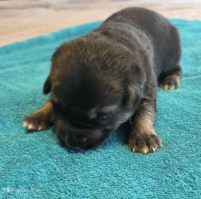 Carl – German Shepherd Dog puppy for sale in Pleasantville, NJ