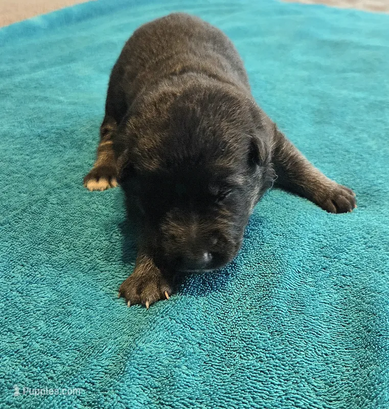 Polly – German Shepherd Dog puppy for sale in Pleasantville, NJ