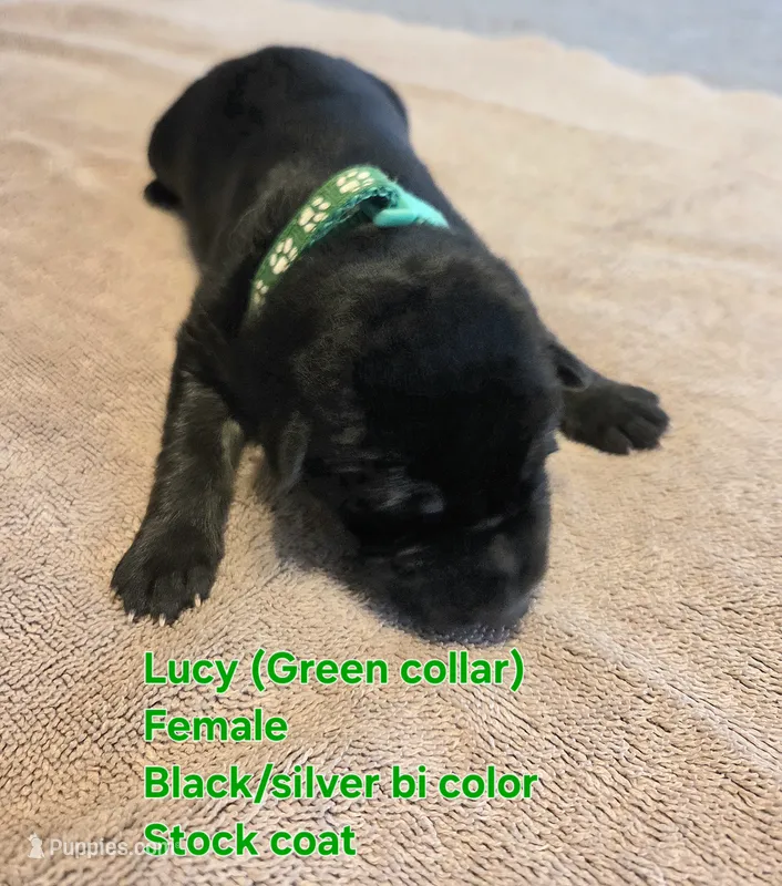 Lolly – German Shepherd Dog puppy for sale in Pleasantville, NJ