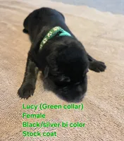 Lolly, a female German Shepherd Dog for sale in Pleasantville, NJ – 1 of 2