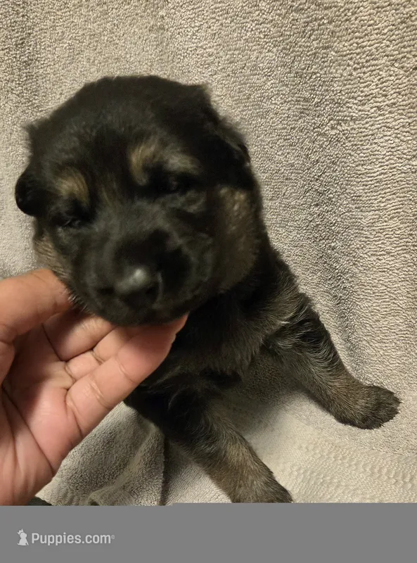 Lolly – German Shepherd Dog puppy for sale in Pleasantville, NJ