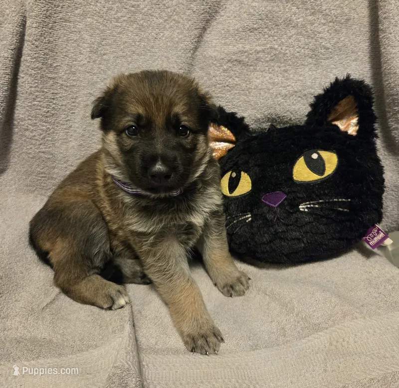 Jolly – German Shepherd Dog puppy for sale in Pleasantville, NJ