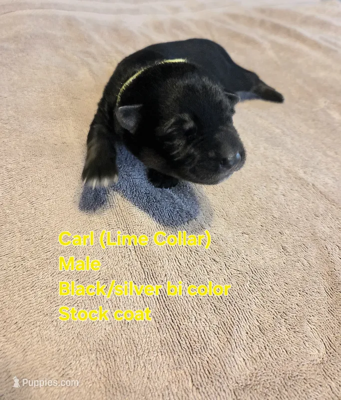 Carl – German Shepherd Dog puppy for sale in Pleasantville, NJ