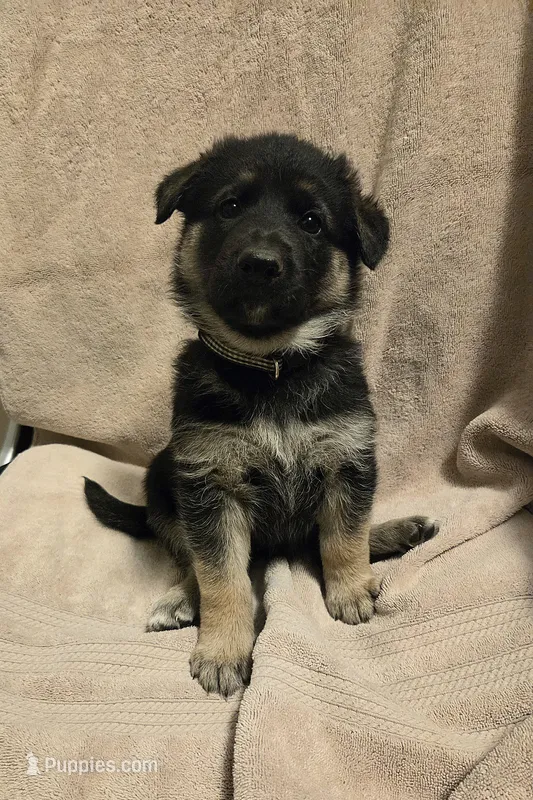 Polly – German Shepherd Dog puppy for sale in Pleasantville, NJ