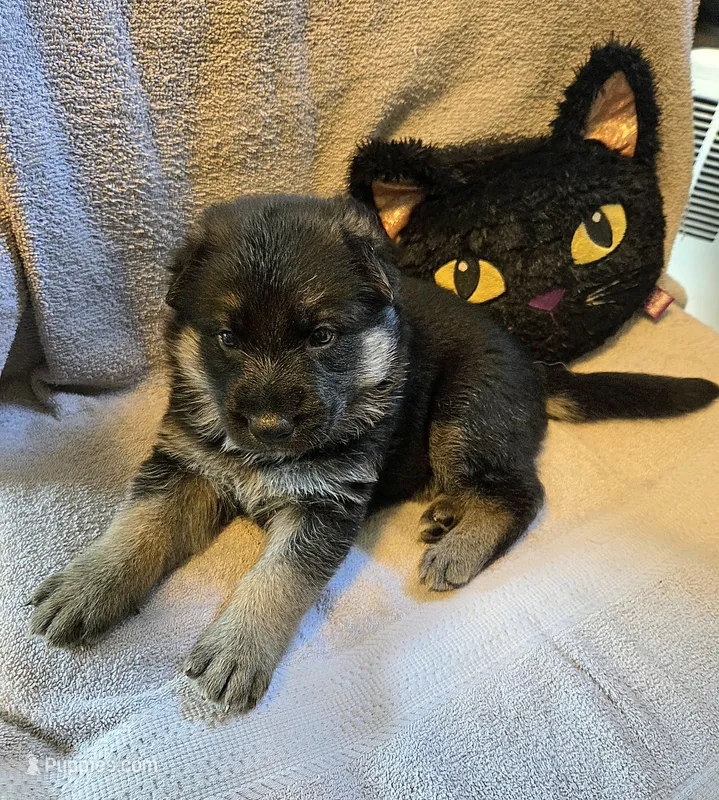 Carl – German Shepherd Dog puppy on hold in Pleasantville, NJ