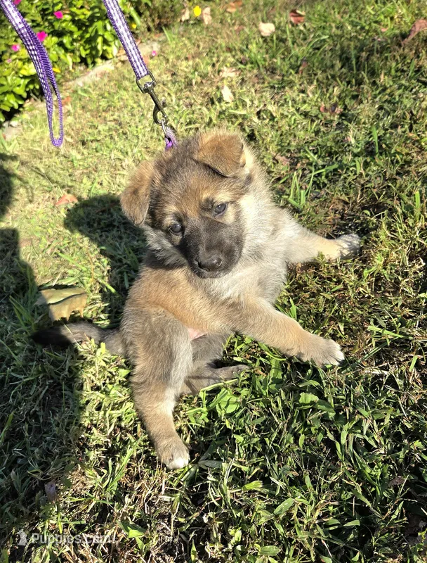 Jolly – German Shepherd Dog puppy for sale in Pleasantville, NJ
