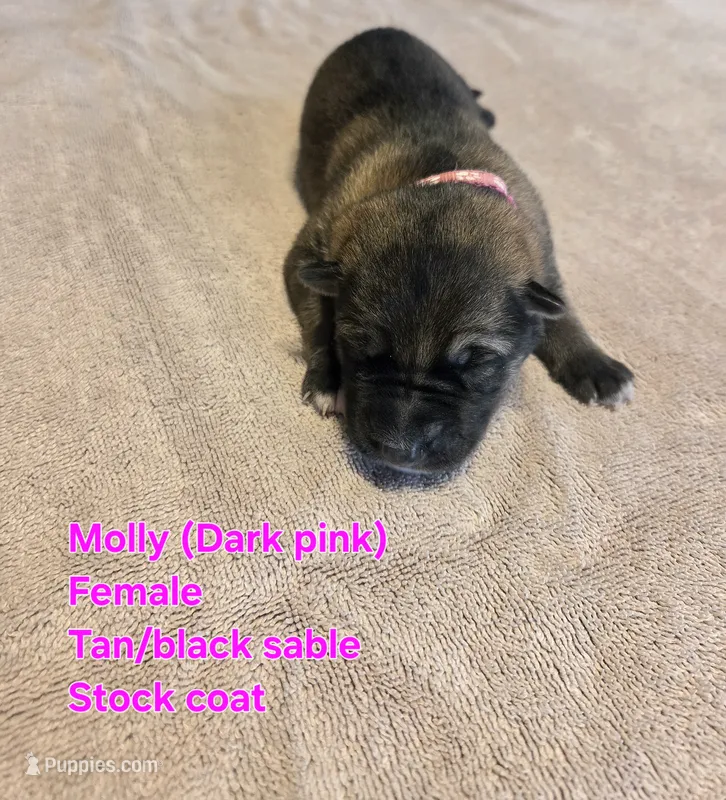 Molly – German Shepherd Dog puppy for sale in Pleasantville, NJ