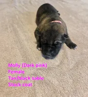 Molly, a female German Shepherd Dog for sale in Pleasantville, NJ – 1 of 2