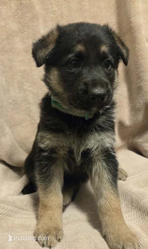 Lolly – German Shepherd Dog puppy for sale in Pleasantville, NJ