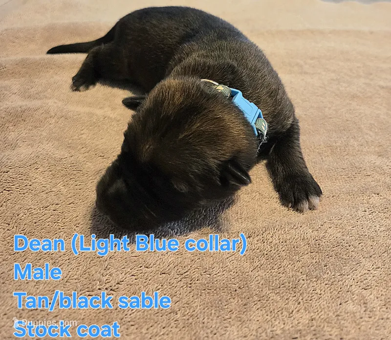 Dean – German Shepherd Dog puppy for sale in Pleasantville, NJ
