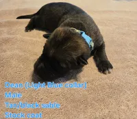 Dean, a male German Shepherd Dog for sale in Pleasantville, NJ – 1 of 2