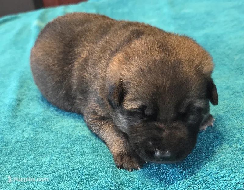 Holly – German Shepherd Dog puppy for sale in Pleasantville, NJ