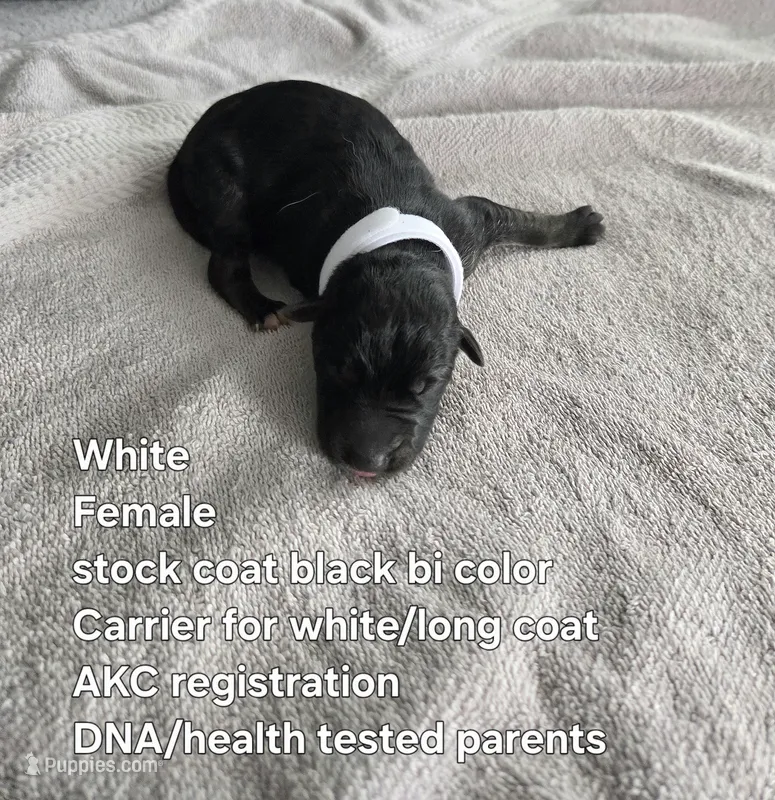 White – German Shepherd Dog puppy for sale in Pleasantville, NJ