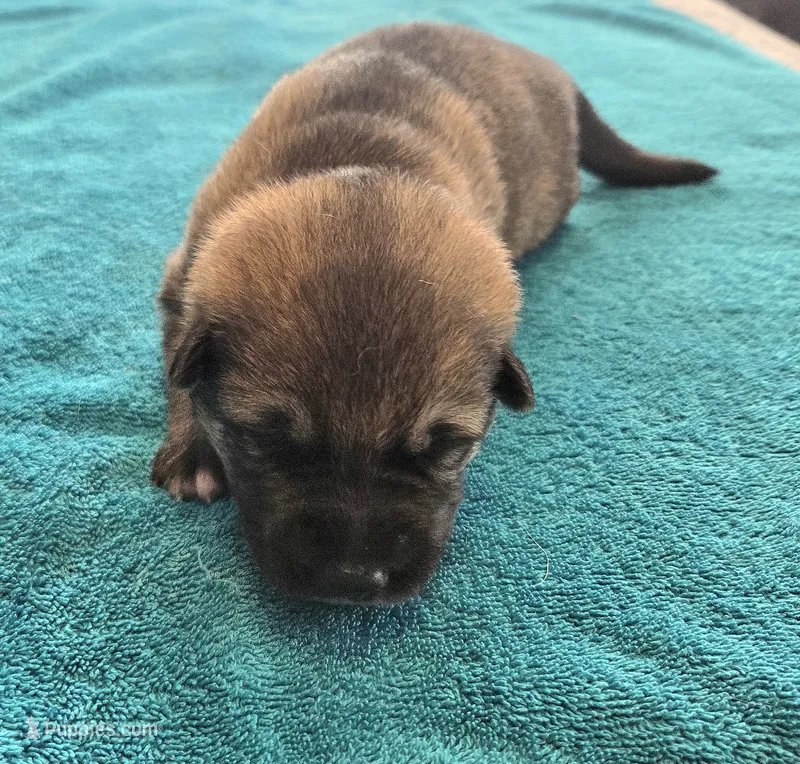 Molly – German Shepherd Dog puppy for sale in Pleasantville, NJ
