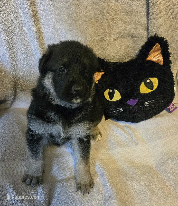 Polly – German Shepherd Dog puppy for sale in Pleasantville, NJ