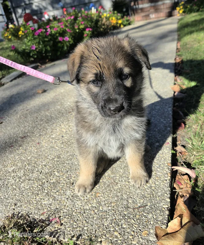 Holly – German Shepherd Dog puppy for sale in Pleasantville, NJ