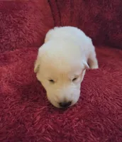 Elsa, a female German Shepherd Dog for sale in Pleasantville, NJ – Photo 1 of 6