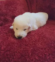 Elsa, a female German Shepherd Dog for sale in Pleasantville, NJ – Photo 4 of 6