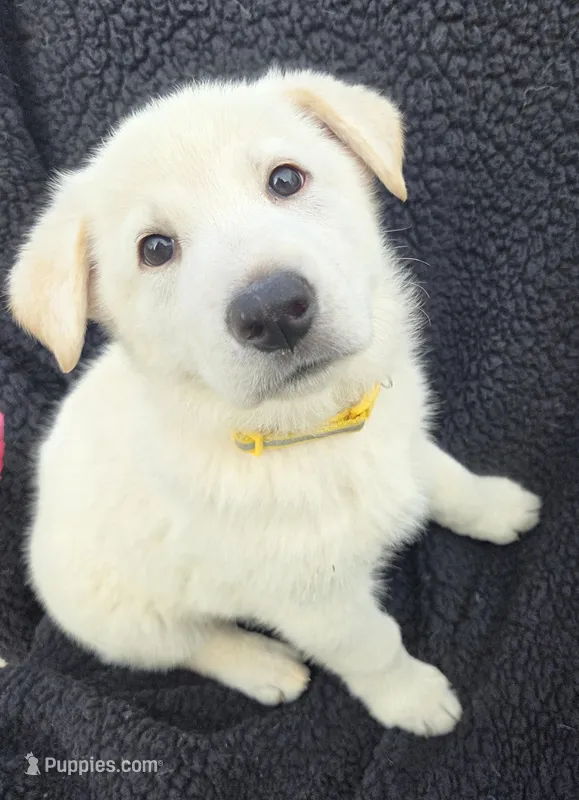 Elsa – German Shepherd Dog puppy on hold in Pleasantville, NJ