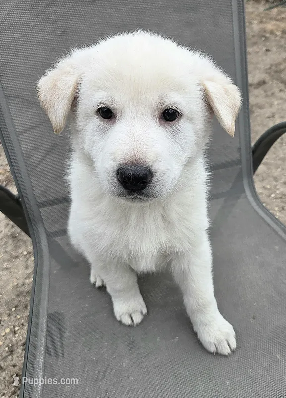 Elsa – German Shepherd Dog puppy for sale in Pleasantville, NJ