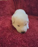 Elsa, a female German Shepherd Dog for sale in Pleasantville, NJ – Photo 2 of 6