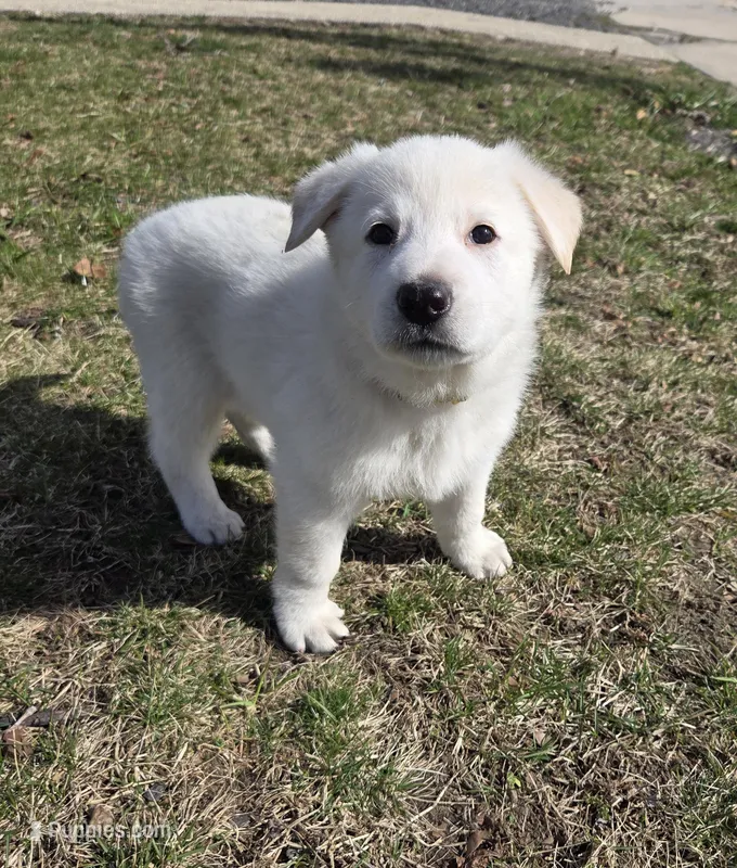 Elsa – German Shepherd Dog puppy for sale in Pleasantville, NJ