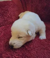 Elsa, a female German Shepherd Dog for sale in Pleasantville, NJ – Photo 3 of 6