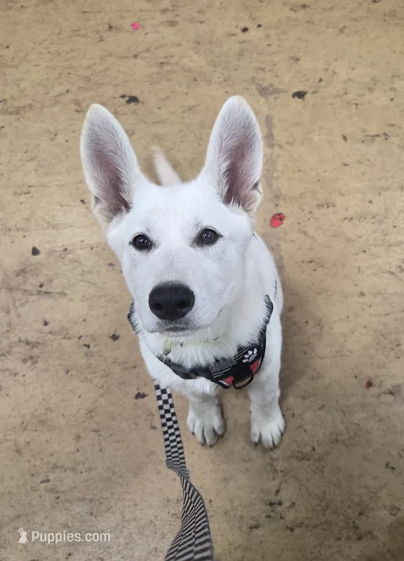 Vayda – German Shepherd Dog puppy for sale in Pleasantville, NJ