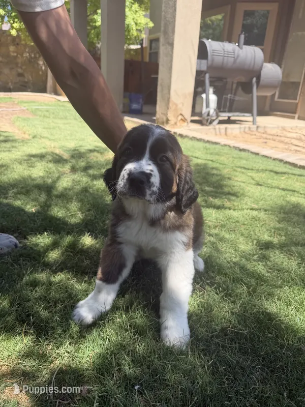 Phoenix – Saint Bernard puppy for sale in El Paso, TX
