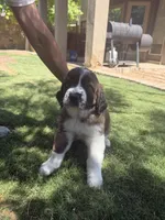 Phoenix, a female Saint Bernard for sale in El Paso, TX – 1 of 10