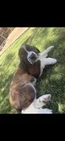 Phoenix, a female Saint Bernard for sale in El Paso, TX – 2 of 10