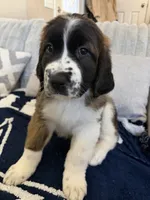 Phoenix, a female Saint Bernard for sale in El Paso, TX – 5 of 10