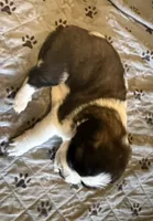 Zelda, a female Saint Bernard for sale in El Paso, TX – 2 of 3