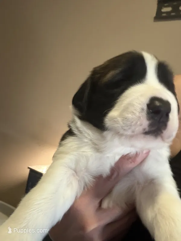 Zelda – Saint Bernard puppy for sale in El Paso, TX