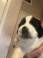 Phoenix, a female Saint Bernard for sale in El Paso, TX – 3 of 3