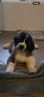 Phoenix, a female Saint Bernard for sale in El Paso, TX – 3 of 10