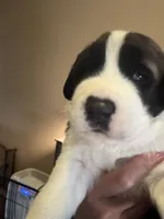 Rocky, a male Saint Bernard for sale in El Paso, TX – 3 of 3