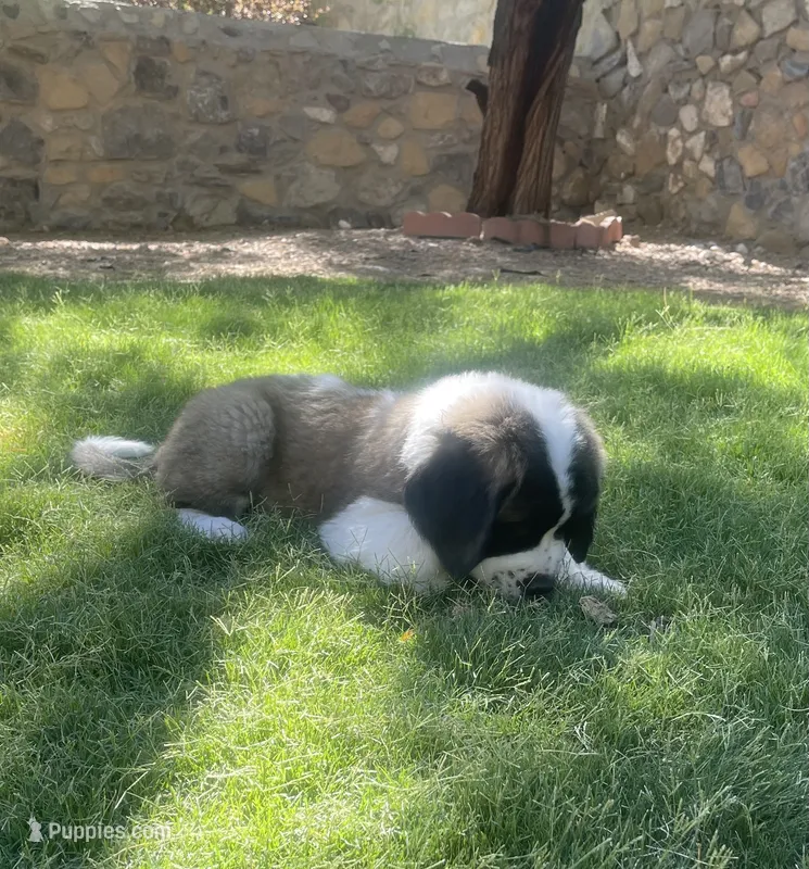 Rocky – Saint Bernard puppy for sale in El Paso, TX