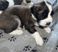 Phoenix, a female Saint Bernard for sale in El Paso, TX – 2 of 3