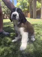 Phoenix, a female Saint Bernard for sale in El Paso, TX – 4 of 10