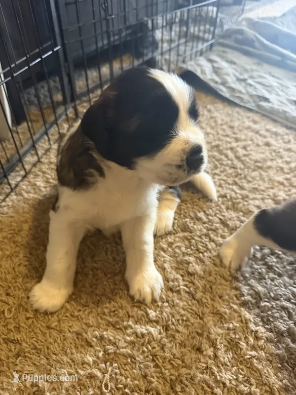 Rocky – Saint Bernard puppy for sale in El Paso, TX
