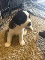 Rocky, a male Saint Bernard for sale in El Paso, TX – 1 of 3