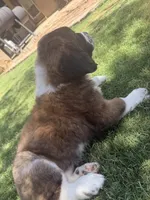 Phoenix, a female Saint Bernard for sale in El Paso, TX – 10 of 10