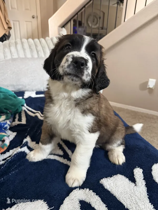 Phoenix – Saint Bernard puppy for sale in El Paso, TX