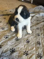 Zelda, a female Saint Bernard for sale in El Paso, TX – 3 of 3