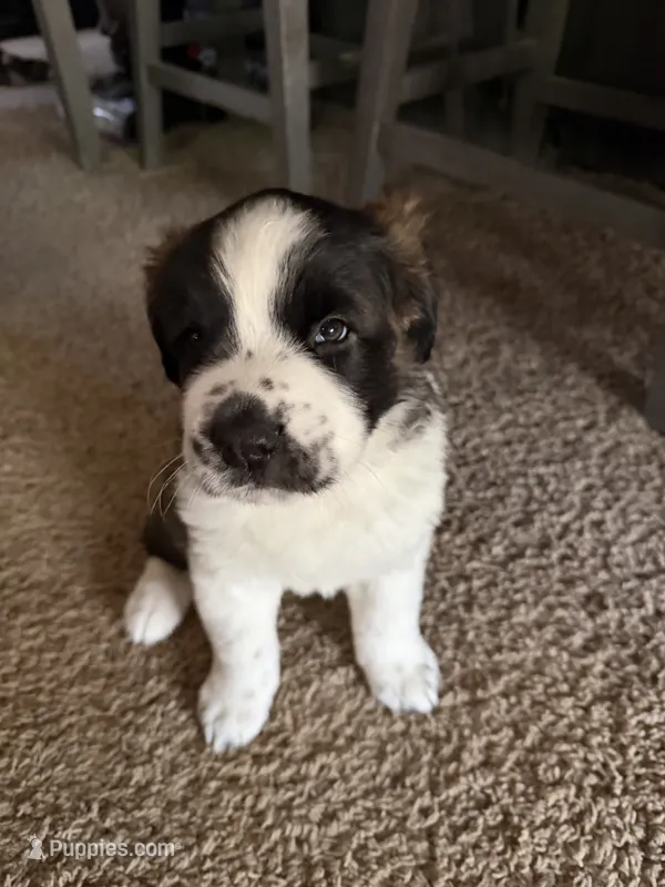 Zelda – Saint Bernard puppy for sale in El Paso, TX