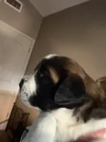 Rocky, a male Saint Bernard for sale in El Paso, TX – 2 of 3