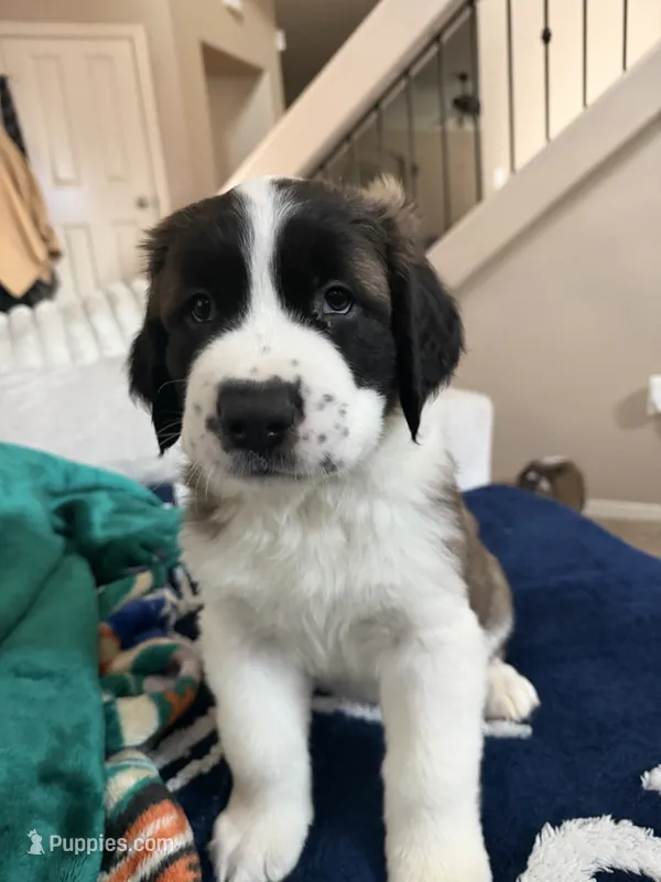 Rocky – Saint Bernard puppy for sale in El Paso, TX